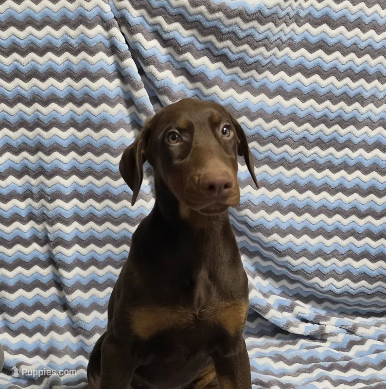 Ferrari – Doberman Pinscher puppy for sale in Swansea, MA