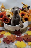 Bugatti, a male Doberman Pinscher for sale in Boston, MA – 2 of 7