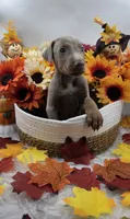 Bugatti, a male Doberman Pinscher for sale in Boston, MA – 7 of 7