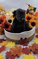 Ducati, a male Doberman Pinscher for sale in Boston, MA – 4 of 6