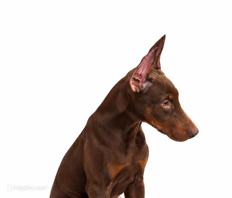 Nova – Doberman Pinscher puppy for sale in Swansea, MA