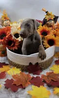 Bugatti, a male Doberman Pinscher for sale in Boston, MA – 3 of 7