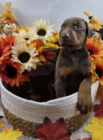 Ferrari, a male Doberman Pinscher for sale in Boston, MA – 4 of 6