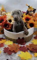 Bugatti, a male Doberman Pinscher for sale in Boston, MA – 5 of 7