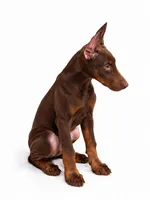 Nova, a female Doberman Pinscher for sale in Swansea, MA – 3 of 3