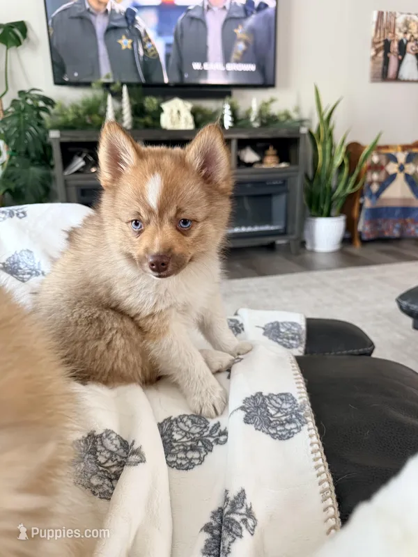 Fifi – Pomsky puppy for sale in Doon, IA