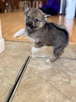 Flora, a female Pomsky for sale in Doon, IA – Photo 3 of 3