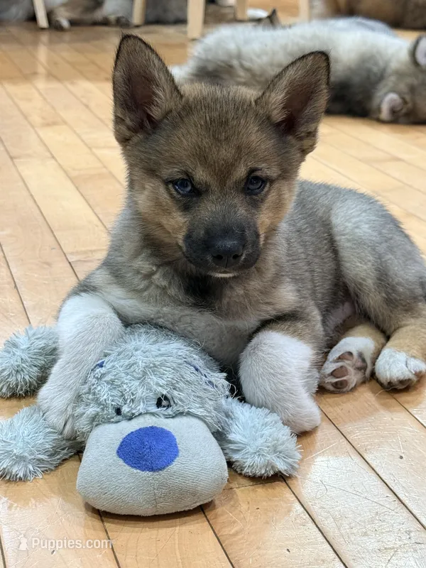 Flora – Pomsky puppy for sale in Doon, IA