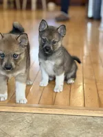 Flora, a female Pomsky for sale in Doon, IA – Photo 1 of 3