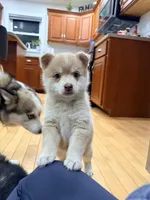 Eleanor, a female Pomsky for sale in Doon, IA – Photo 3 of 3