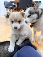 Eleanor, a female Pomsky for sale in Doon, IA – Photo 2 of 3