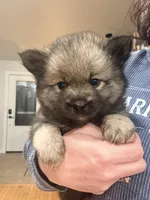 Fluffy, a male Pomsky for sale in Doon, IA – Photo 4 of 4