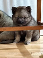 Fluffy, a male Pomsky for sale in Doon, IA – Photo 3 of 4