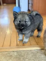 Fluffy, a male Pomsky for sale in Doon, IA – Photo 1 of 4