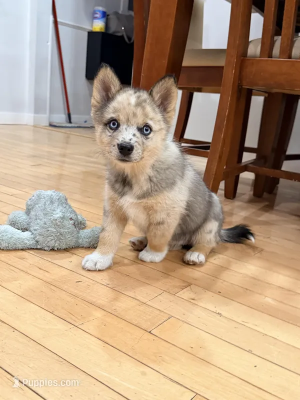 Freya – Pomsky puppy for sale in Doon, IA
