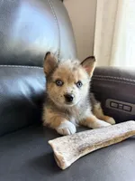 Freya, a female Pomsky for sale in Doon, IA – Photo 3 of 3
