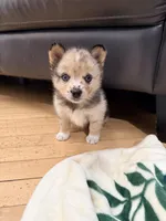 Freya, a female Pomsky for sale in Doon, IA – Photo 2 of 3
