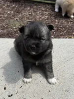Dakota, a female Pomsky for sale in Doon, IA – Photo 1 of 3