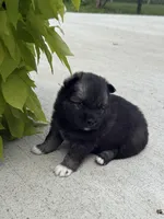 Dakota, a female Pomsky for sale in Doon, IA – Photo 2 of 3