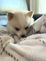Fiona, a female Pomsky for sale in Doon, IA – Photo 1 of 3
