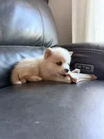 Fiona, a female Pomsky for sale in Doon, IA – Photo 3 of 3