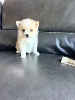 Fiona, a female Pomsky for sale in Doon, IA – Photo 2 of 3