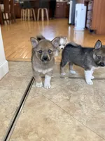 Foxy, a female Pomsky for sale in Doon, IA – Photo 3 of 3