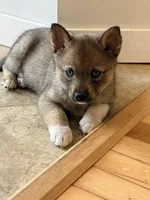 Foxy, a female Pomsky for sale in Doon, IA – Photo 1 of 3