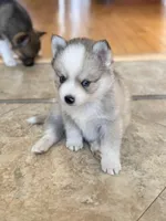 Finn, a male Pomsky for sale in Doon, IA – Photo 2 of 4