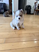 Finn, a male Pomsky for sale in Doon, IA – Photo 4 of 4