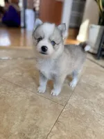 Finn, a male Pomsky for sale in Doon, IA – Photo 3 of 4