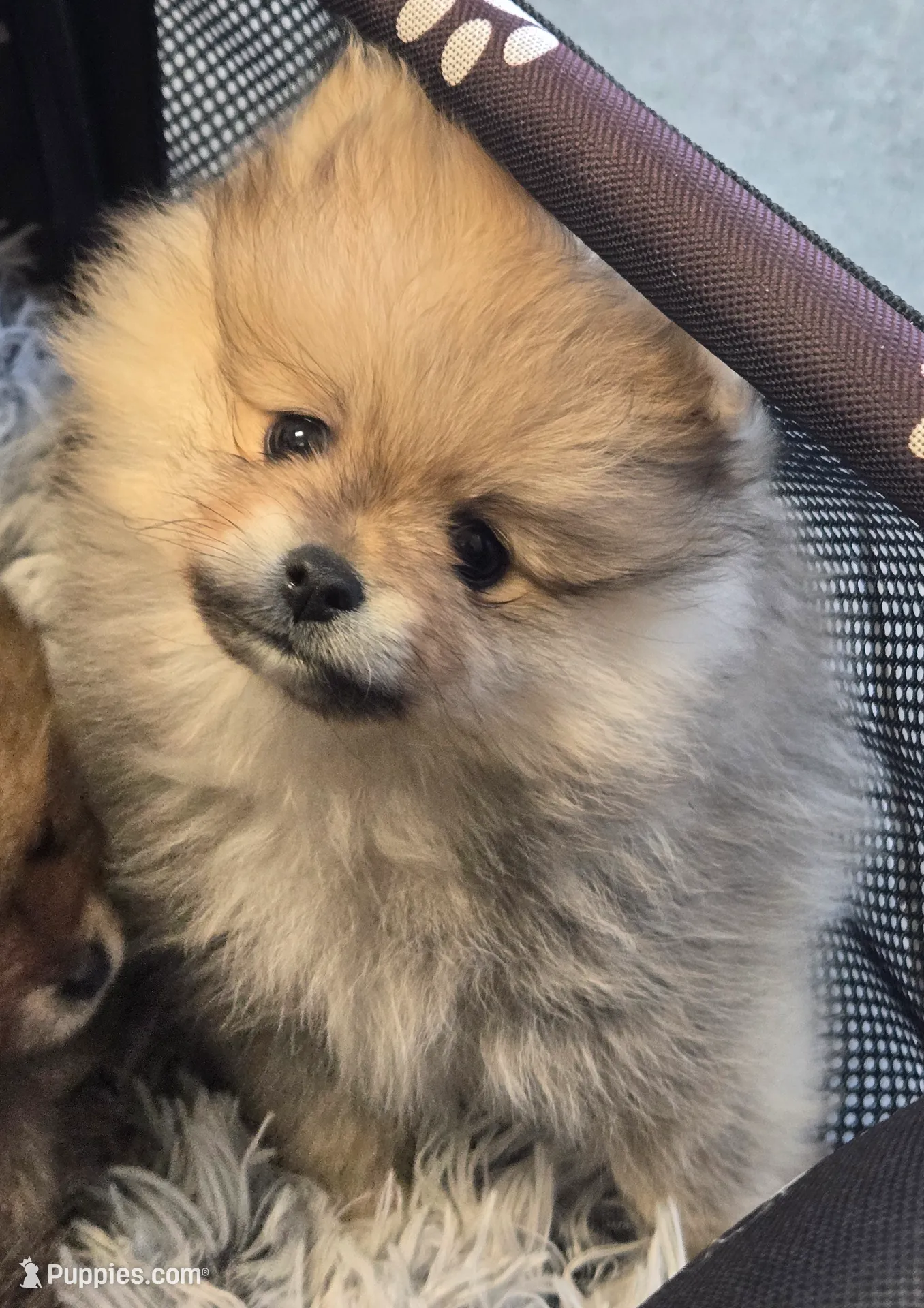 Comet, a male Pomeranian for sale in Indianapolis, IN – Photo 3 of 4