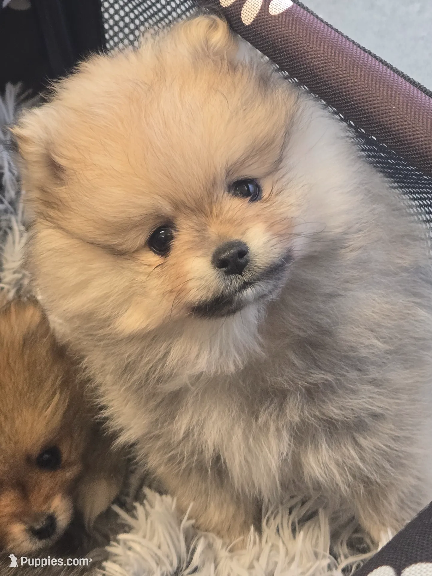 Comet, a male Pomeranian for sale in Indianapolis, IN – Photo 2 of 4