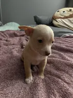 Two , a male Chihuahua and Chiweenie for sale in Bristol, TN – 5 of 7
