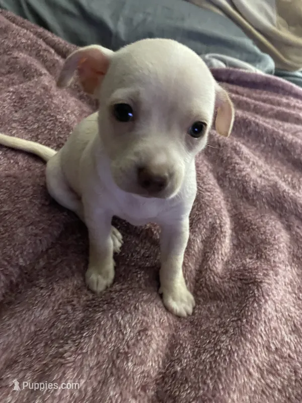 Little girl  – Chihuahua, Chiweenie puppy for sale in Bristol, TN