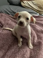 Little girl , a female Chihuahua and Chiweenie for sale in Bristol, TN – 3 of 6