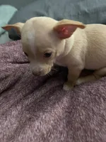 Two , a male Chihuahua and Chiweenie for sale in Bristol, TN – 7 of 7