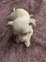 Little girl , a female Chihuahua and Chiweenie for sale in Bristol, TN – 6 of 6