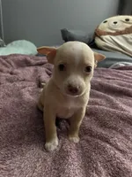Two , a male Chihuahua and Chiweenie for sale in Bristol, TN – 2 of 7