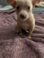Two , a male Chihuahua and Chiweenie for sale in Bristol, TN – 4 of 7