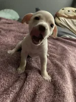 Little girl , a female Chihuahua and Chiweenie for sale in Bristol, TN – 5 of 6