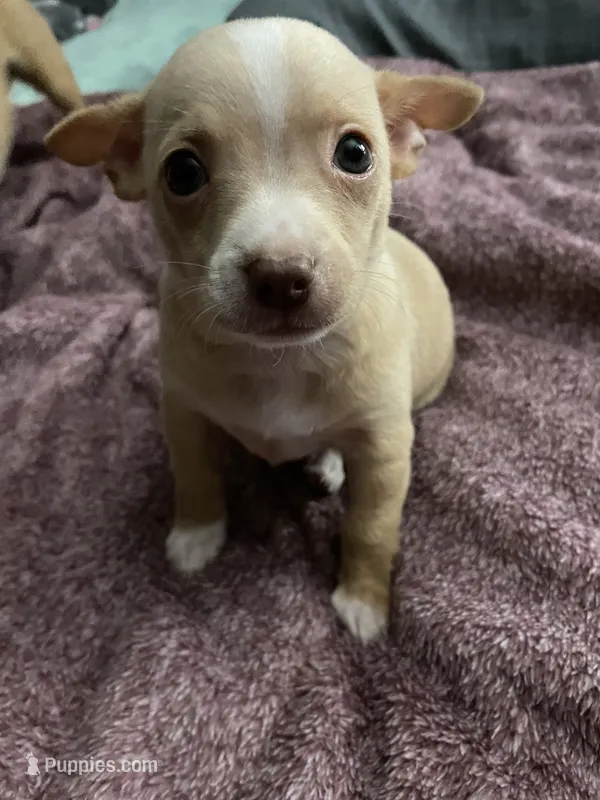 Two  – Chihuahua, Chiweenie puppy for sale in Bristol, TN