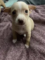 Two , a male Chihuahua and Chiweenie for sale in Bristol, TN – 1 of 7