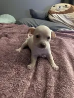 Little girl , a female Chihuahua and Chiweenie for sale in Bristol, TN – 4 of 6