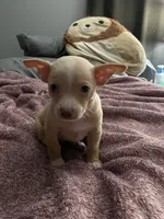Two , a male Chihuahua and Chiweenie for sale in Bristol, TN – 3 of 7