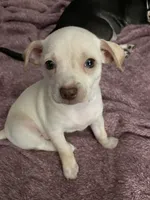 Little girl , a female Chihuahua and Chiweenie for sale in Bristol, TN – 2 of 6