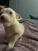 Two , a male Chihuahua and Chiweenie for sale in Bristol, TN – 6 of 7