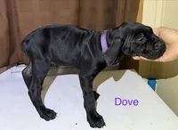 Lavender , a female Cane Corso for sale in Birmingham, AL – Photo 2 of 2
