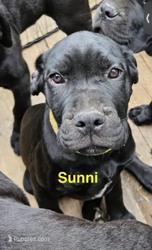 Yellow – Cane Corso puppy for sale in Birmingham, AL