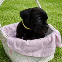 Yellow, a female Cane Corso for sale in Birmingham, AL – Photo 1 of 2